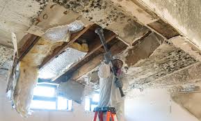 Best Mold Damage Restoration in Rosemont, PA